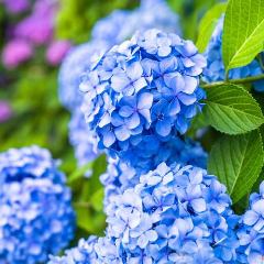 【5月~6月】鮮魚のお刺身6種盛り~風薫る西多摩食材~肉料理〜にぎり寿司等 若葉の会席「あじさい」