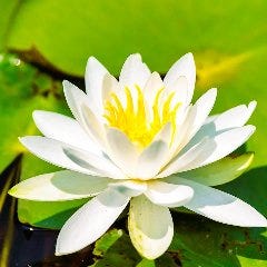 【7月~8月】鮮魚のお刺身6種盛り~山滴る西多摩食材~肉料理〜にぎり寿司 涼風の会席プラン『すいれん』
