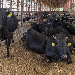 片面炙り焼肉 じゅう兵衛 GOKINJO 