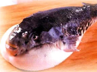 富久 - ふぐ・はも料理専門店