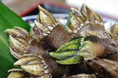 篠島直送 名物 ”亀の手” 篠島直送 名物 ”亀の手”