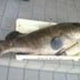 幻の魚《くえ》11月1日より 幻の魚《くえ》11月1日より