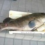 幻の魚くえ常時入荷予定
くえコースはお一人様10,000円~ ※5名様以上※詳細はお電話で 幻の魚くえ常時入荷予定
くえコースはお一人様10,000円~ ※5名様以上※詳細はお電話で