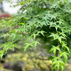 四季折々の風情豊かな庭園 四季折々の風情豊かな庭園