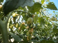 経堂イタリアンｏｓｔｅｒｉａ．ｅｃｃｏ