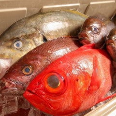 八丈島・銭洲・奄美大島 仙川 釣よし