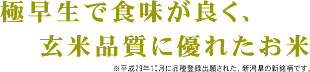 葉月みのり　極早生品種