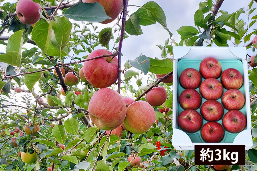 春の厳選ふじりんご約3kg(8～12玉)