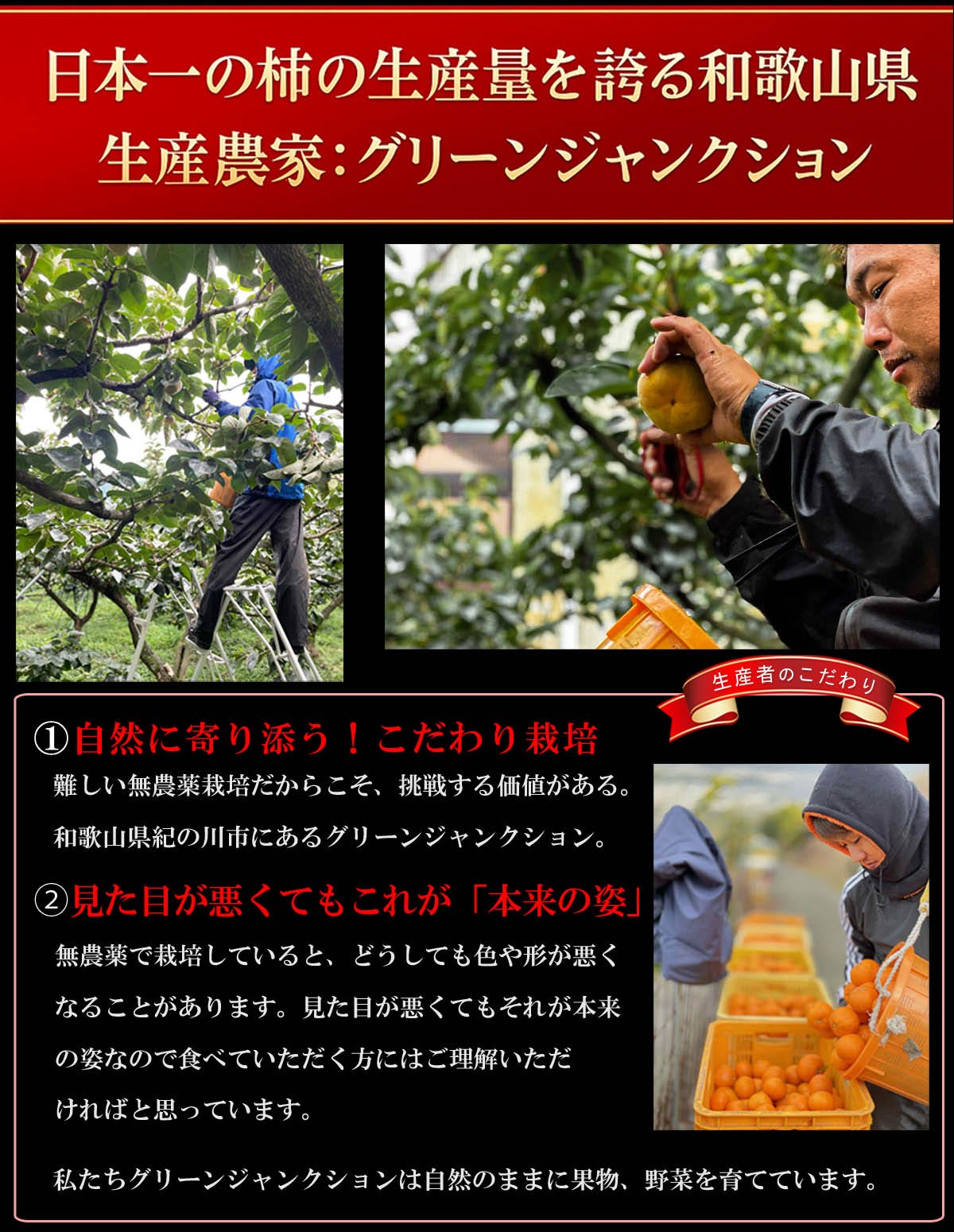 和歌山県 グリーンジャンクション 中谷早生柿 生産農家 紹介