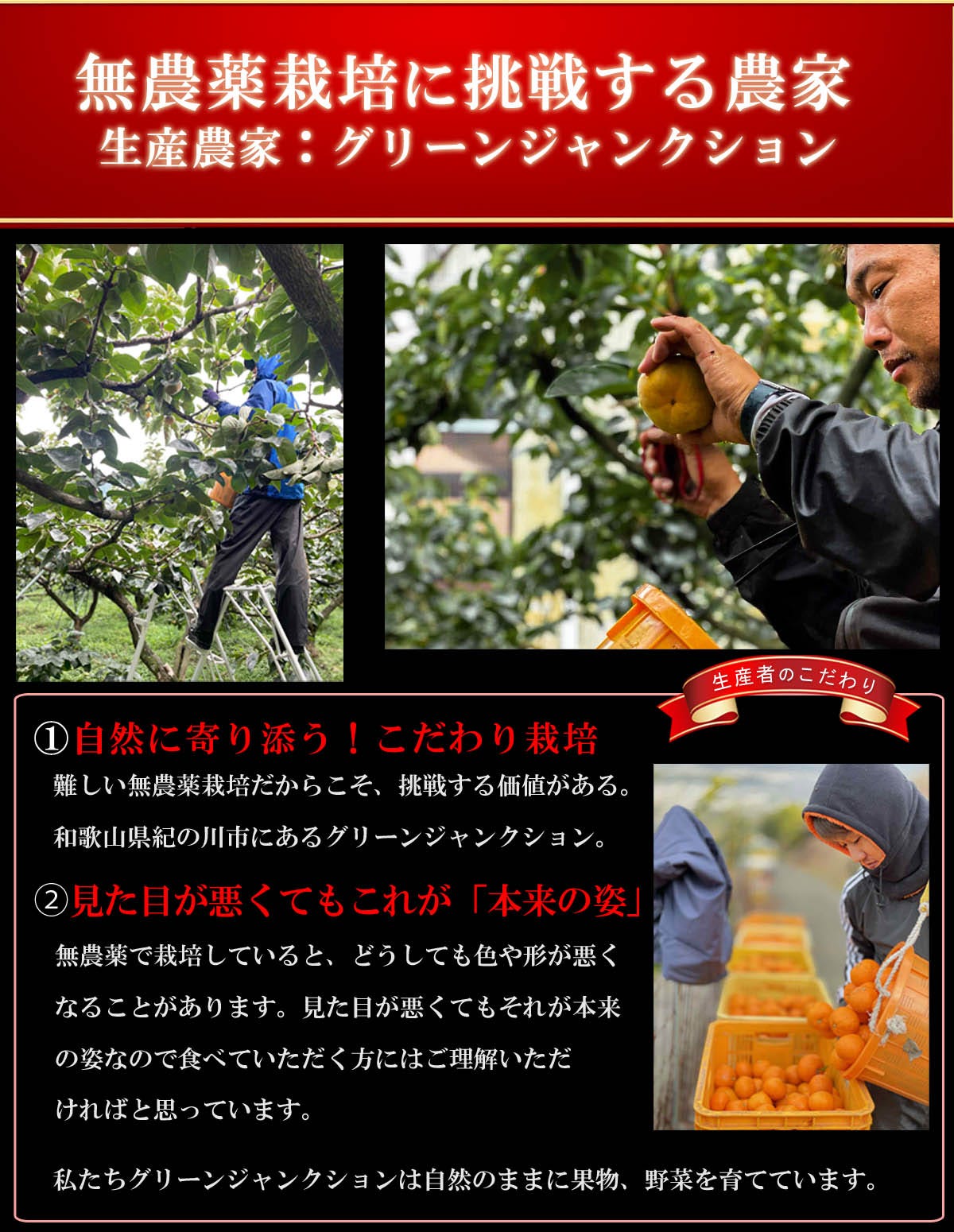 全国送料無料 農家直送 普通便発送 熨斗対応可 ギフトにおすすめ 国産ジュース