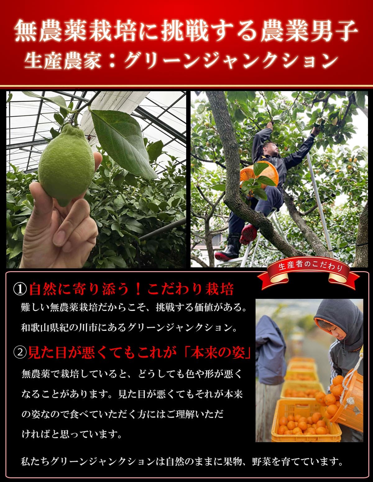 国産無農薬レモン 注目