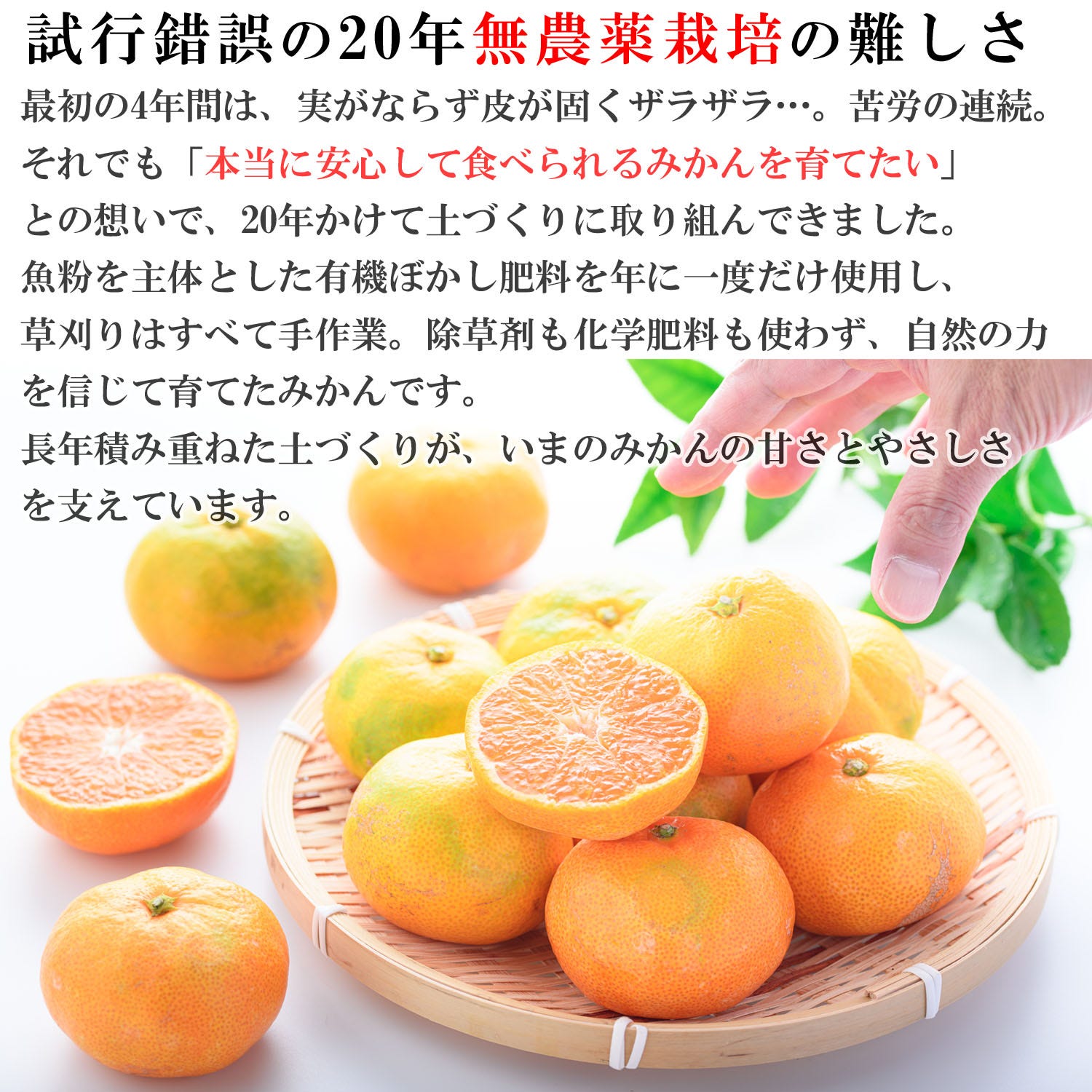 陳皮 ちんぴ 無農薬みかんの皮を乾燥させた万能素材