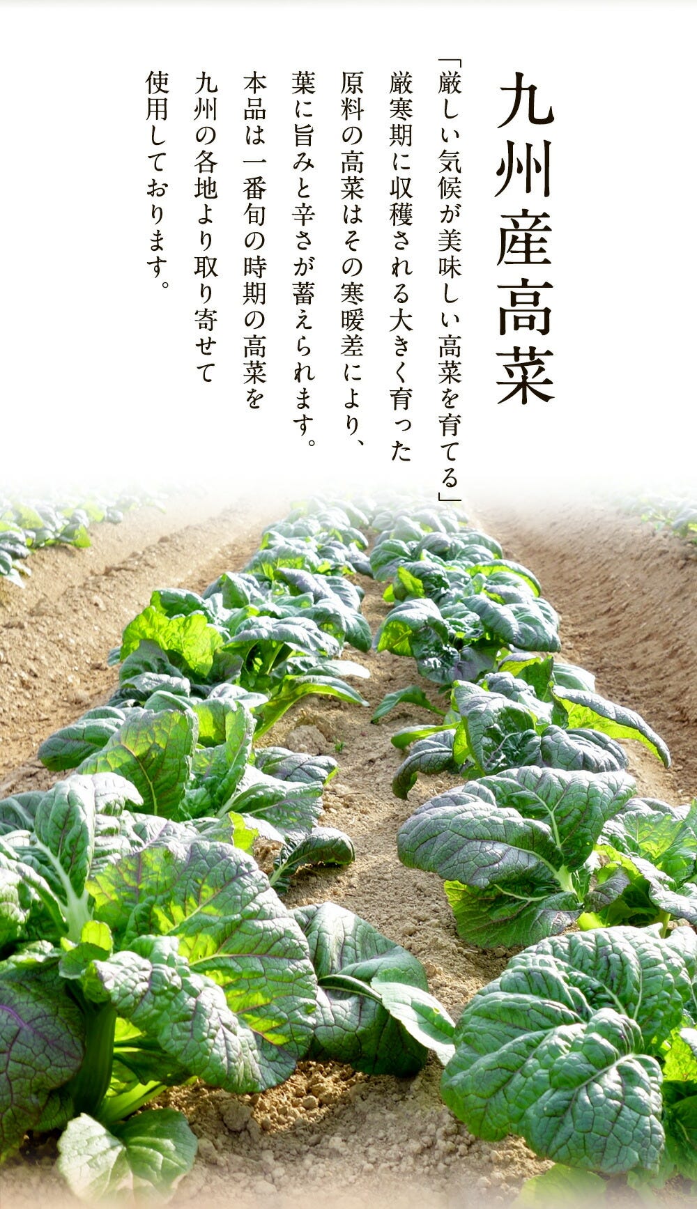 ちりめん高菜