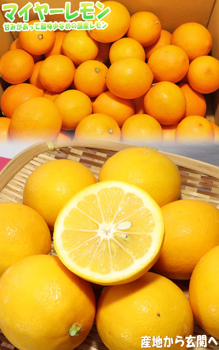 レモン 国産