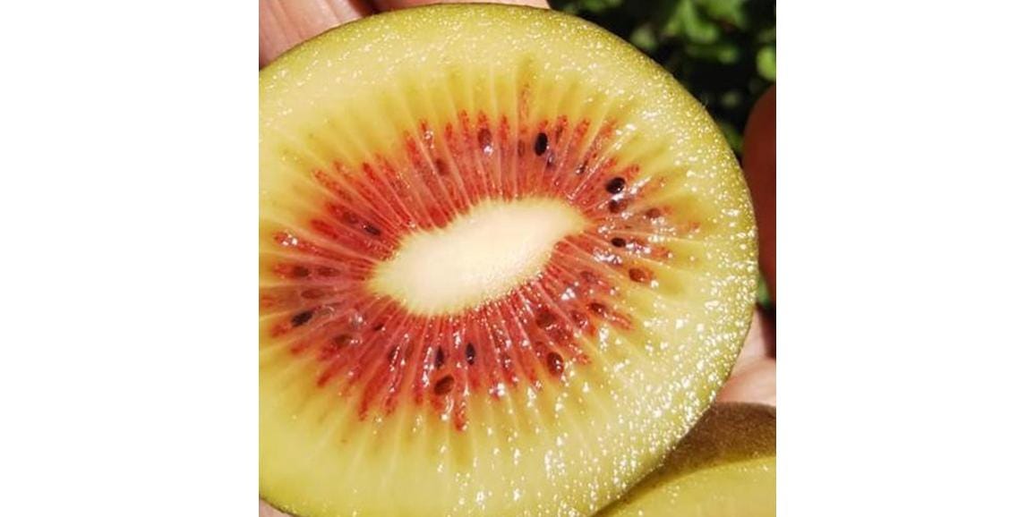 見つけたらラッキー！まもなく終了！！今の時期にしか味わえない魅惑の