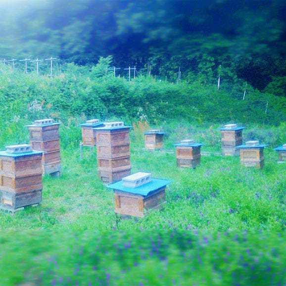 100g入りHERB(山梨県産ラベンダー主体ハーブ百花蜜)02