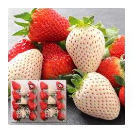 古都華(ことか)＆パールホワイト 紅白 2色の苺セット 奈良県産 約230g 2パック詰め 送料無料