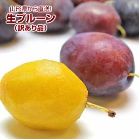 訳あり 生プルーン プレジデント 山形県産 約1kg 詰め合わせ