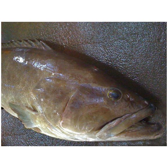 高級天然クエ鍋セット【3～4人前】【送料無料】03