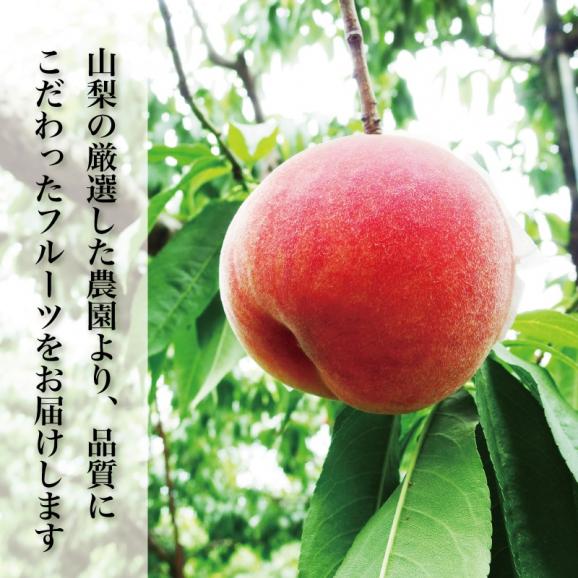 アミナチュールフルーツの朝採り桃5～6個(1.5kg)04