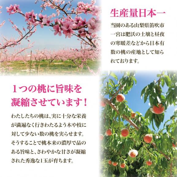 アミナチュールフルーツの朝採り桃5～6個(1.5kg)05