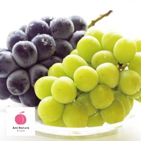 アミナチュールフルーツの旬の葡萄2色詰合せ各1房(1.3kg)