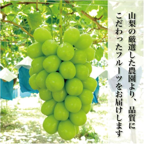 アミナチュールフルーツの旬の葡萄2色詰合せ各1房(1.3kg)02