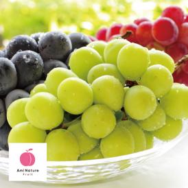 【期間限定】アミナチュールフルーツの旬の葡萄3色詰合せ各1房(2.0kg)