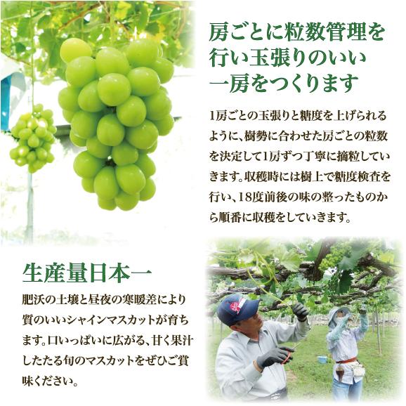 【期間限定】アミナチュールフルーツの旬の葡萄3色詰合せ各1房(2.0kg)04