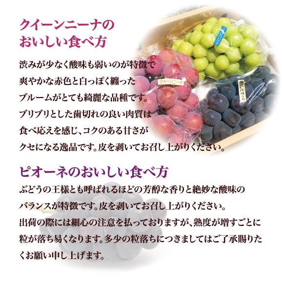 【期間限定】アミナチュールフルーツの旬の葡萄3色詰合せ各1房(2.0kg)06