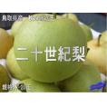 予約販売　二十世紀梨（20世紀梨）規格外品40玉入り8kg前後（着日指定不可、8月下旬から順次発送）