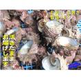 活さざえ5kg詰め(25個程度)　サザエ　栄螺　かい　貝　カイ　