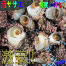 活さざえ10kg詰め(大小混合)　サザエ　栄螺　かい　貝　カイ　