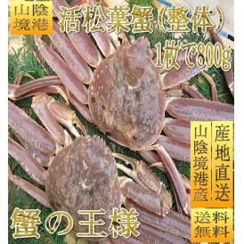 松葉蟹1杯800g前後(整体)　まつば　マツバ　かに　カニ　ずわい　ズワイ　