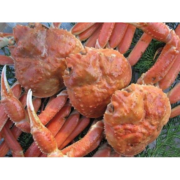 （11月下旬発送）ボイル松葉蟹2杯で1kg前後(足1、2本ナシ)　まつば　マツバ　かに　カニ　ずわい　ズワイ　02