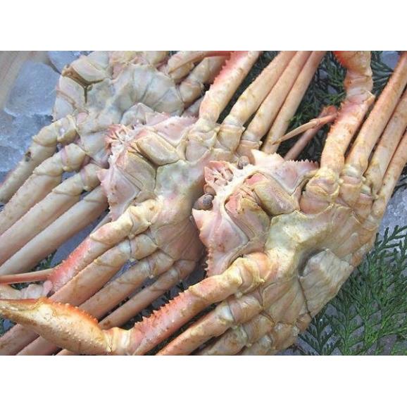 （11月下旬発送）ボイル松葉蟹2杯で1kg前後(足1、2本ナシ)　まつば　マツバ　かに　カニ　ずわい　ズワイ　03
