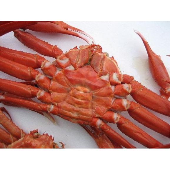 （着日指定不可、入荷次第発送）浜茹で紅ずわい蟹L(400-500g)1枚　べにずわい　ベニズワイ　かに　カニ　02