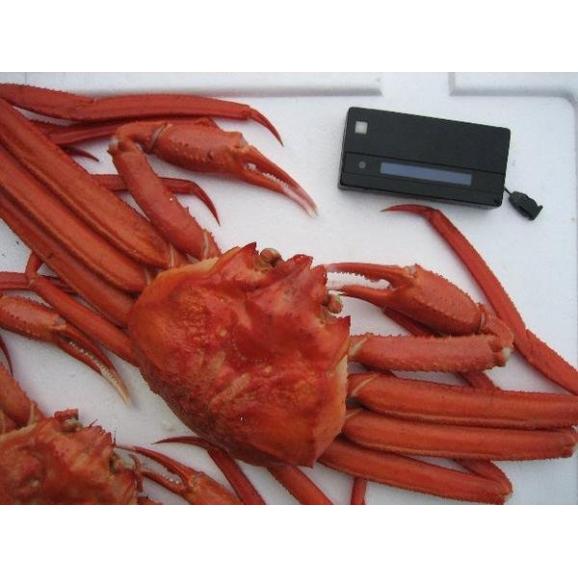 （着日指定不可、入荷次第発送）浜茹で紅ずわい蟹L(400-500g)1枚　べにずわい　ベニズワイ　かに　カニ　03