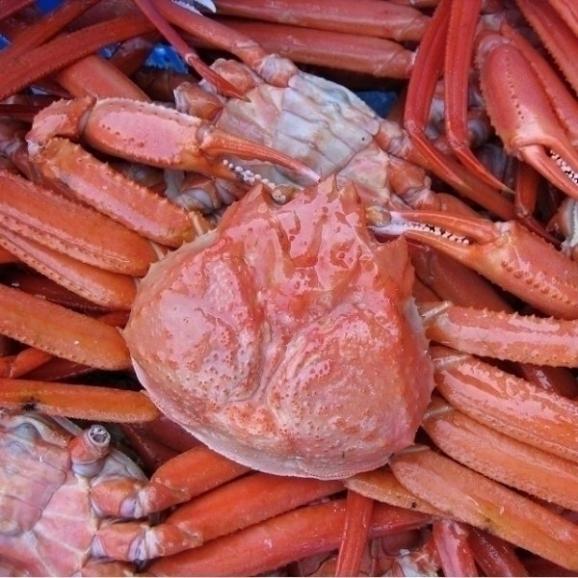 （着日指定不可、入荷次第発送）浜茹で紅ずわい蟹、無選別5kg　べにずわい　ベニズワイ　かに　カニ　02