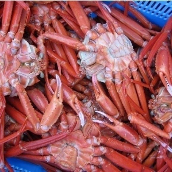 （着日指定不可、入荷次第発送）浜茹で紅ずわい蟹、無選別5kg　べにずわい　ベニズワイ　かに　カニ　03