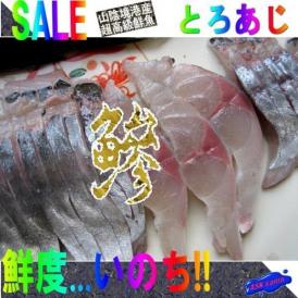 生食用真あじ5kg（20尾前後）　鯵　アジ　