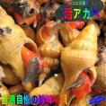 あま～い、超珍味な貝です!!　活アカベ1kg　あかべ　かい　カイ　