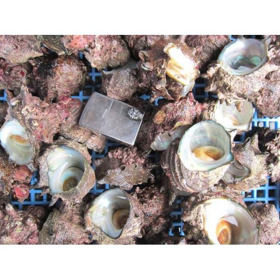 特大さざえ10個程度で2kgセット　サザエ　栄螺　かい　貝　カイ　04