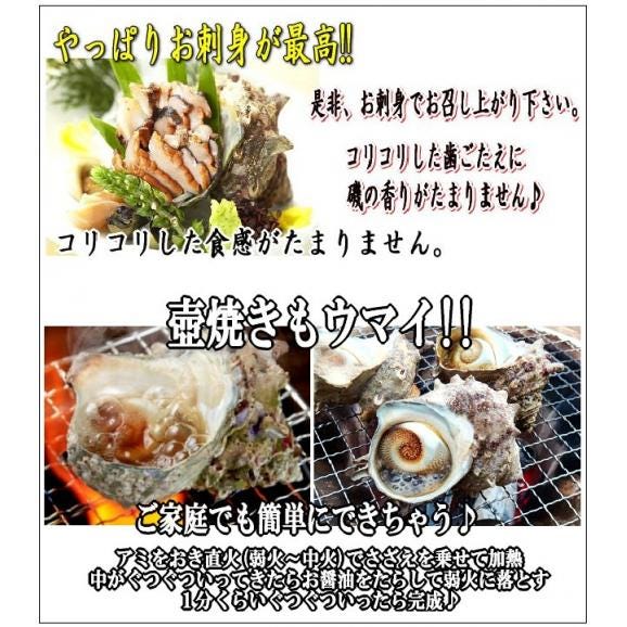 特大さざえ10個程度で2kgセット　サザエ　栄螺　かい　貝　カイ　05