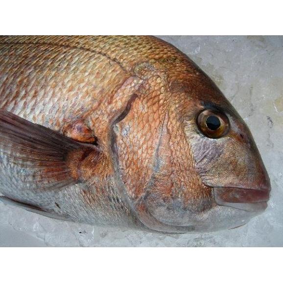 天然物真鯛 3kg前後　たい　タイ　02