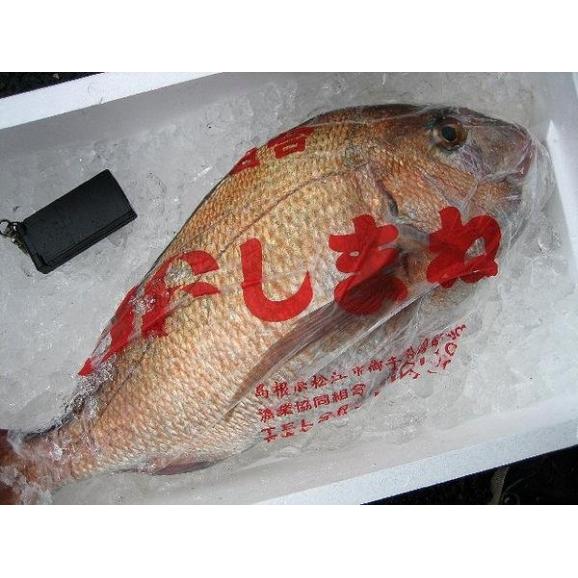 天然物真鯛 3kg前後　たい　タイ　03