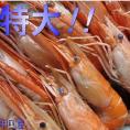 手長海老（川エビ）500g（雄雌混合）　　えび　テナガエビ　てながえび　