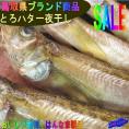 とろはた一夜干し20尾入り　ハタハタ　鰰　とろはた　トロハタ　境港　ハタハタ　鰰　干物　乾物　　