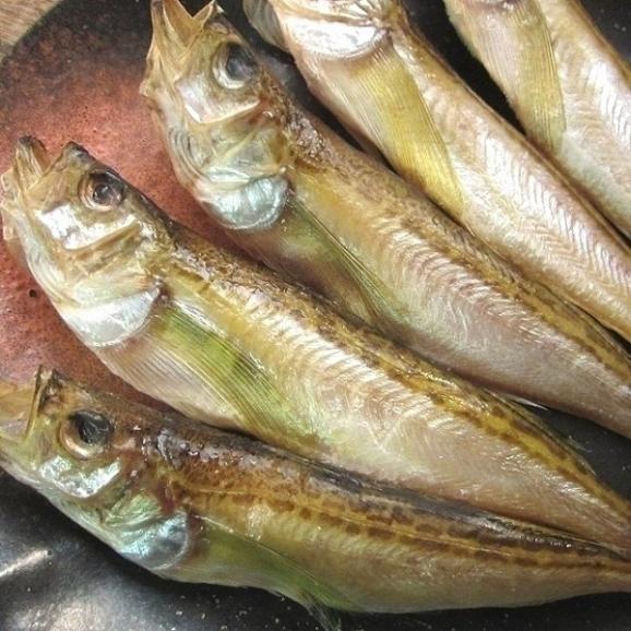 とろはた一夜干し20尾入り　ハタハタ　鰰　とろはた　トロハタ　境港　ハタハタ　鰰　干物　乾物　　02