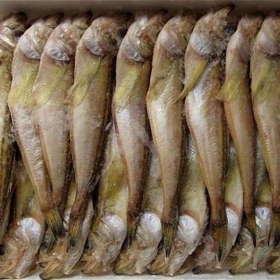 とろはた一夜干し20尾入り　ハタハタ　鰰　とろはた　トロハタ　境港　ハタハタ　鰰　干物　乾物　　05